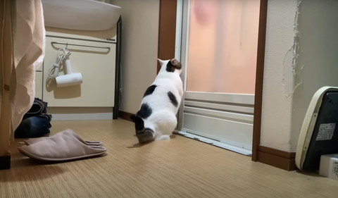 お風呂の扉のぞいてるような猫