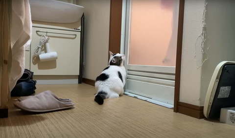 お風呂の扉を見上げる猫