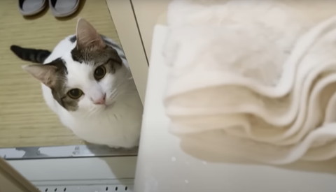 ドアを開けたら猫