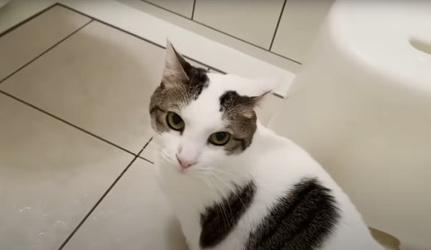 お風呂場でカメラ目線猫