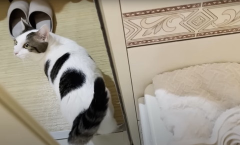 お風呂を出ていく猫