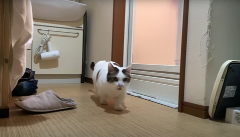 鳴きながら歩く猫