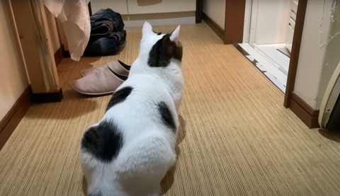 香箱座り猫後ろ姿