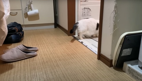 お風呂場に入っていく猫
