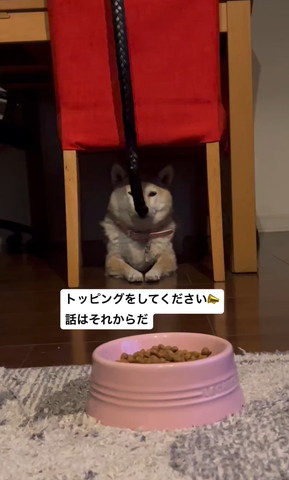 椅子の下にいるワンコ