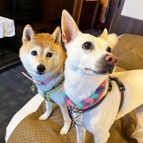 ベッドの上にワンコ2匹