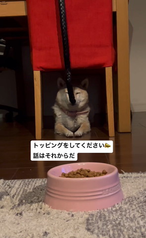 椅子の下で目つむるワンコ