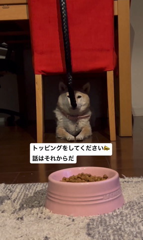 椅子の下にいるワンコ