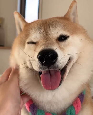 顔なでられて笑顔ワンコ