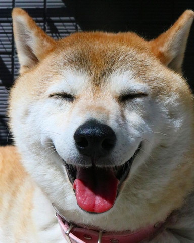 満開の笑顔ワンコ