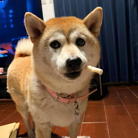 ガムくわえて起こってるワンコ