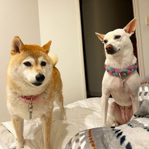 布団の上にワンコ2匹正面