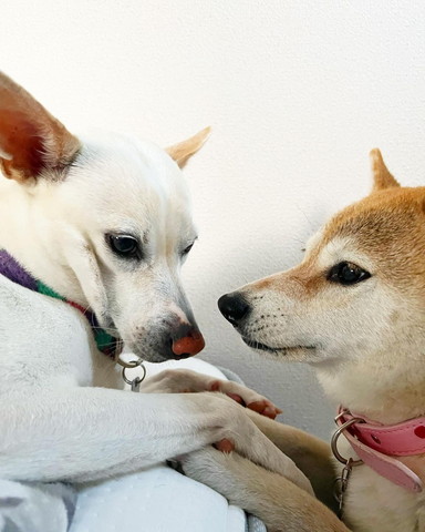 向かいあうワンコ2匹