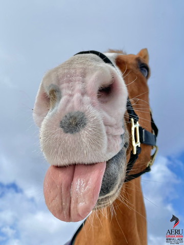 舌出してる馬アップ