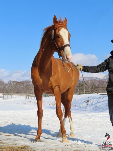 立ってる馬正面