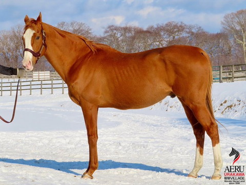 立ってる馬横から