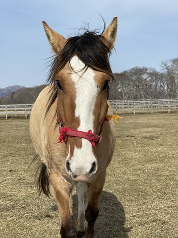 頭の毛がふさふさな白っぽい馬