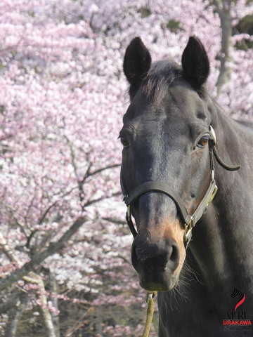 桜と馬