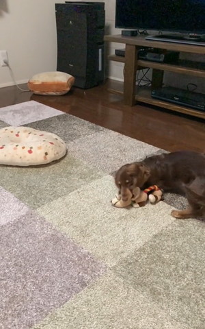 おもちゃくわえるカニンヘンダックス