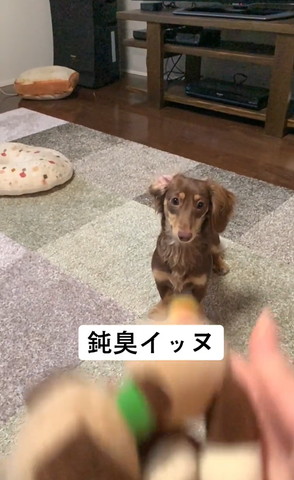 手前におもちゃとカニンヘンダックス