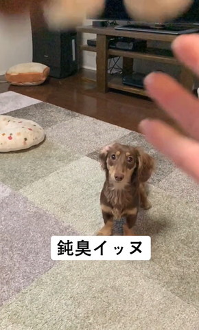 おもちゃを投げる瞬間のカニンヘンダックス