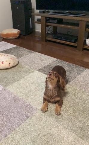 伏せして上を見上げるカニンヘンダックス