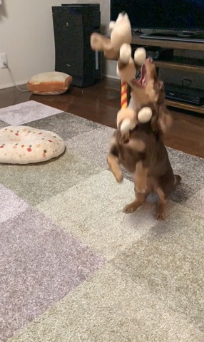 前足を浮かせておもちゃをとろうとするカニンヘンダックス