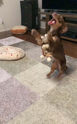 口をあけてジャンプするカニンヘンダックス