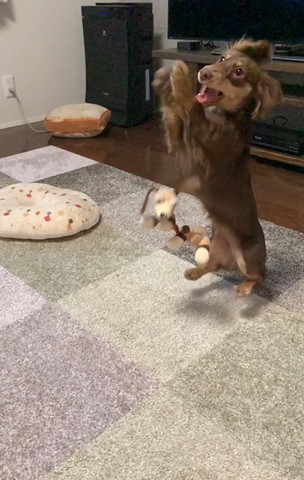 前足を叩くカニンヘンダックス