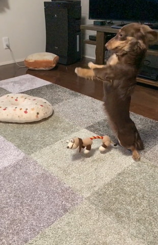 2足立ちワンコ横から