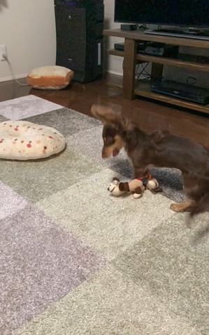 耳が羽ばたいてるカニンヘンダックス