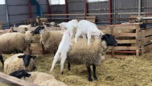 足をかけたヤギ