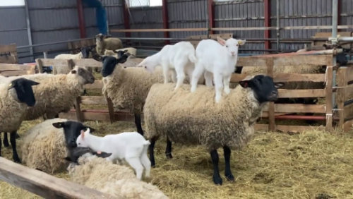 床に降りたヤギ