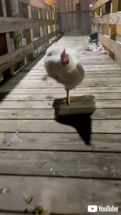 ニワトリの全力疾走
