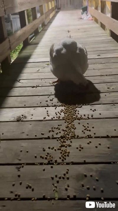 フードを食べるニワトリ