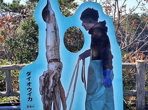 ダイオウイカの顔ハメ看板拡大