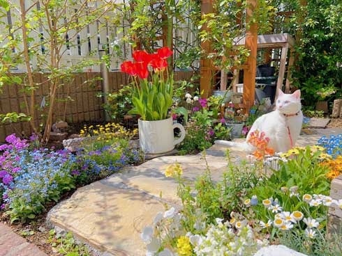 庭 ガーデニング チューリップ 猫 タイ出身