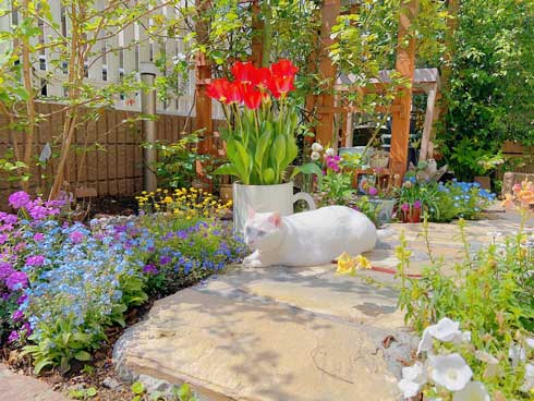 庭 ガーデニング チューリップ 猫 タイ出身