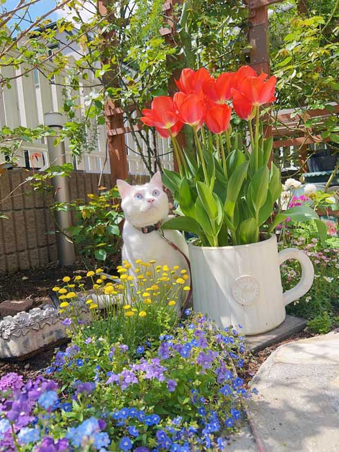 庭 ガーデニング チューリップ 猫 タイ出身