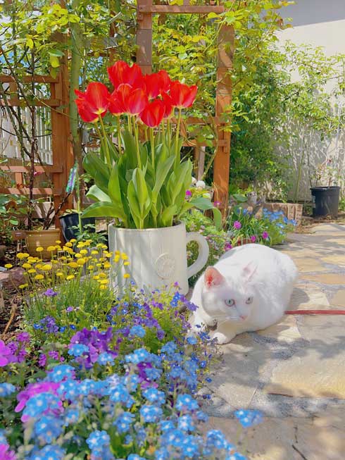 庭 ガーデニング チューリップ 猫 タイ出身