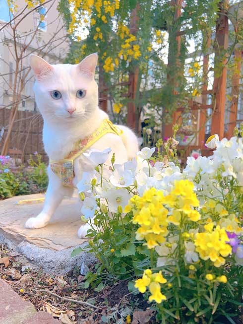 庭 ガーデニング チューリップ 猫 タイ出身