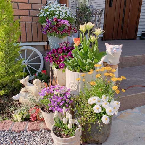 庭 ガーデニング チューリップ 猫 タイ出身