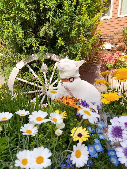 庭 ガーデニング チューリップ 猫 タイ出身