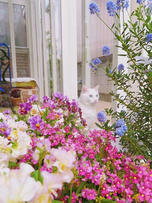 庭 ガーデニング チューリップ 猫 タイ出身