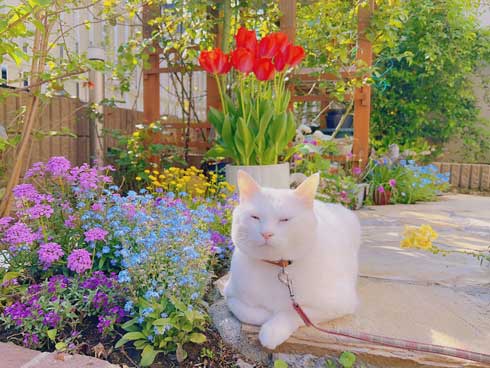 庭 ガーデニング チューリップ 猫 タイ出身