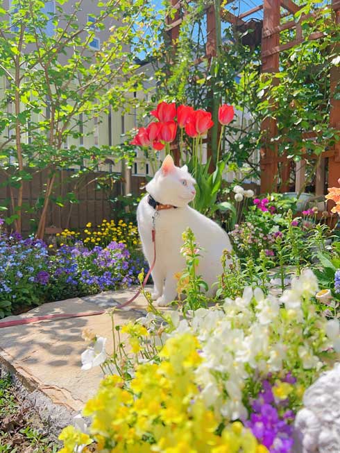 庭 ガーデニング チューリップ 猫 タイ出身