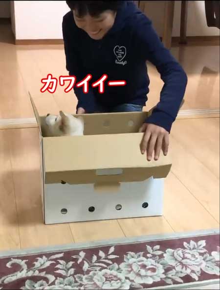 子犬やってきた