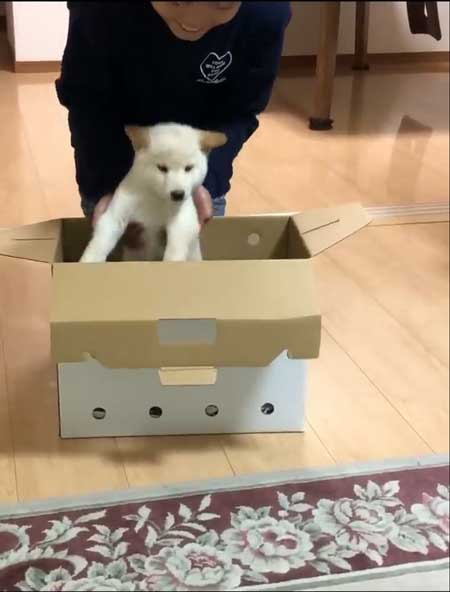 ぬいぐるみみたいな子犬