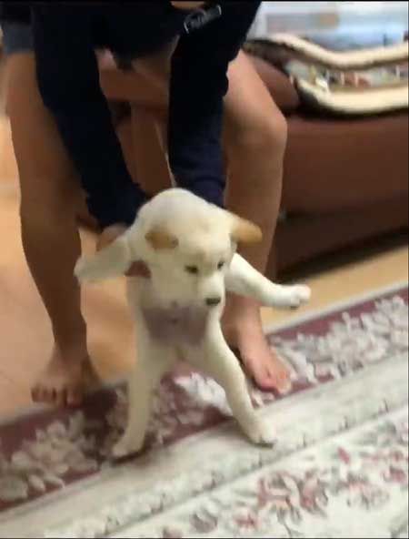 そっと犬をおろす