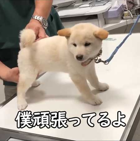 初めて病院いった子犬